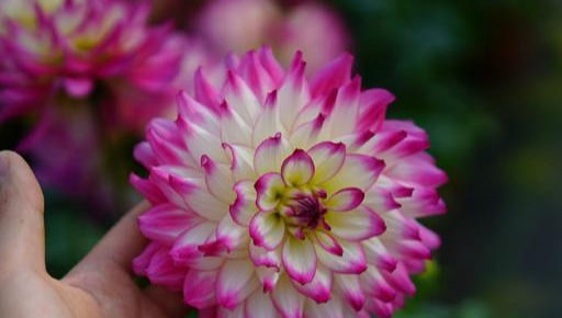 此花美丽,美如牡丹,仙气十足,花期长花量大,易种,阳台好盆栽