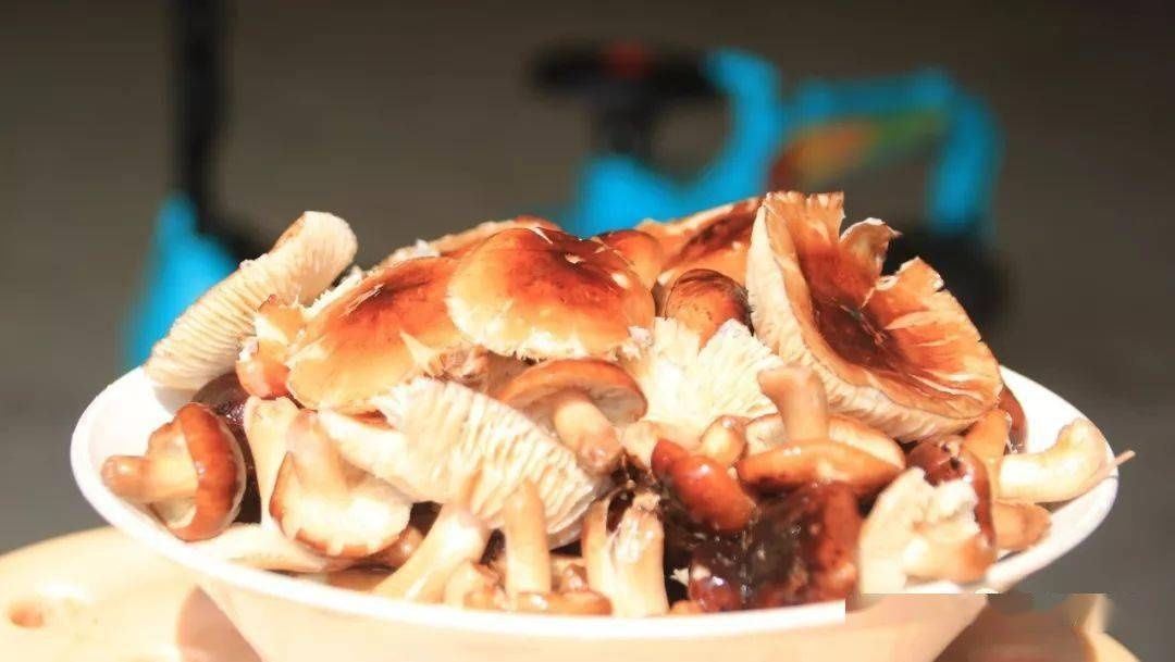 赣县农村山林中有一种“野味”叫捡“石子青”！