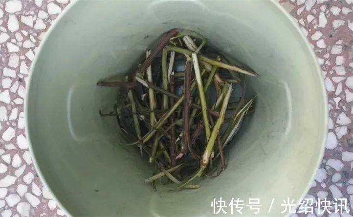 根系|它是天然“生根剂”,给花浇一点,根系壮猛发芽!