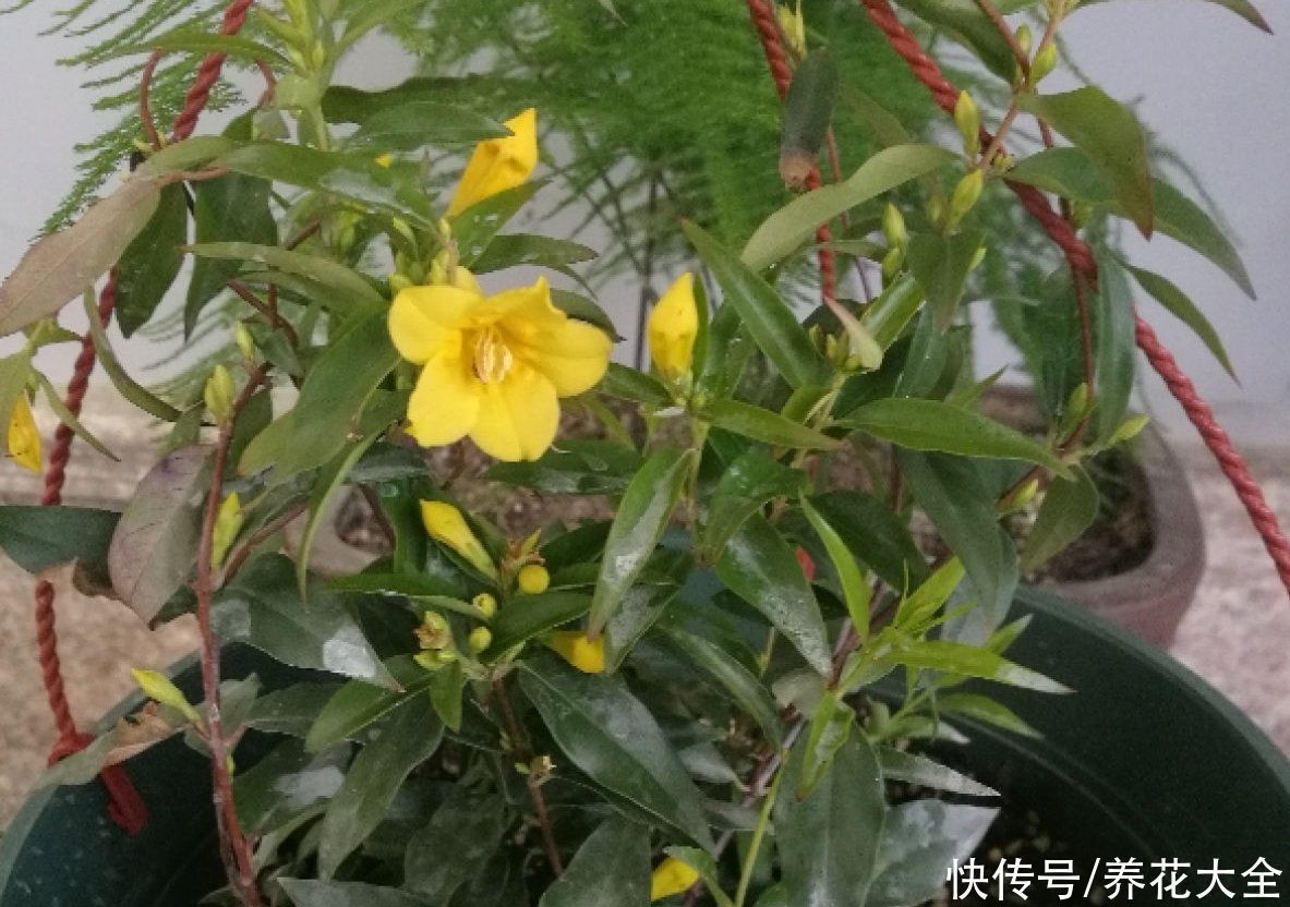 香水|这花比法国香水好闻，寒冬冻不死，秋冬接替茉莉“上岗”