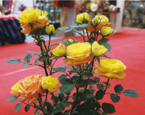 除了菊花,不如养盆“玫瑰上品”贵族礼光,雍容高贵,美艳绝佳