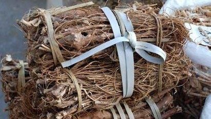 冬病夏治|此种“五爪龙”炖汤大补，入药可治肺痨咳嗽，竟有人当柴烧