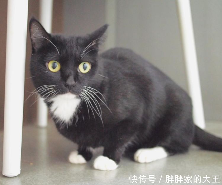 猫咪下巴摸到两个肉球 猫咪下巴摸到两个肉球
