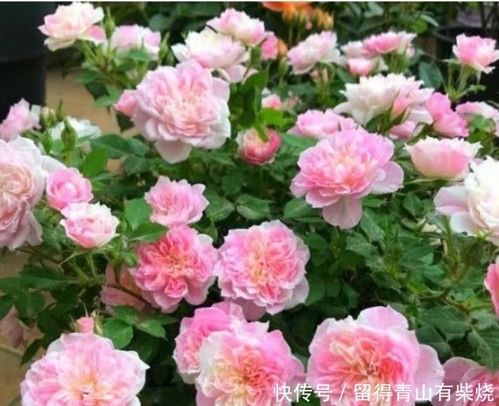 4种花很漂亮,好养易活能爆盆,开花量大,花开枝繁叶茂