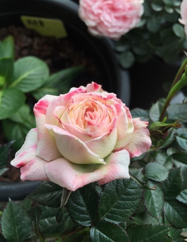 妖精|此花,美过玫瑰,艳过牡丹,四季开花花期长,比养兰花强多了!