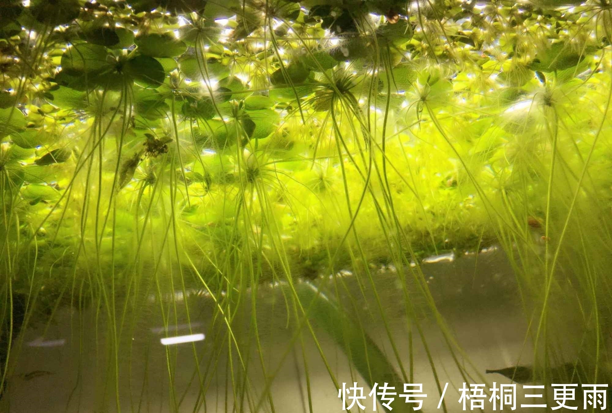 钓友们冬钓鲫鱼选钓位，既不可死板教条，又不能走极端