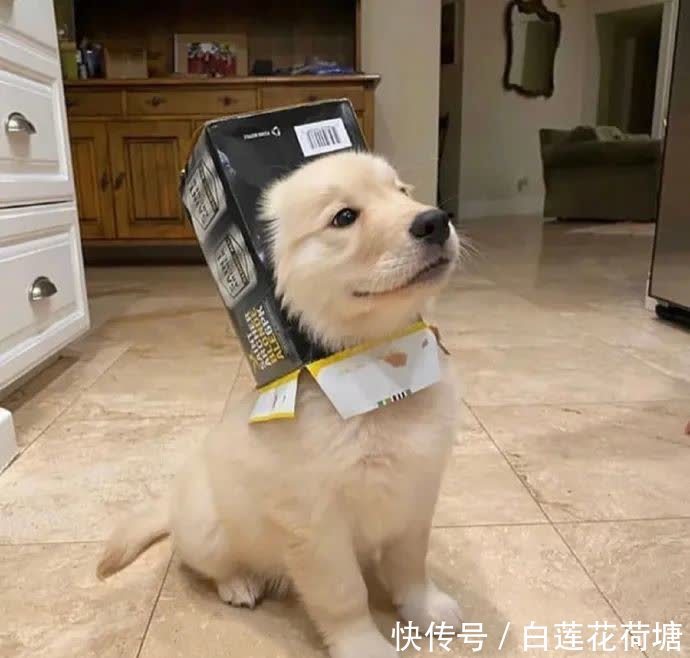 宠物|首届宠物cos大赛火热进行中,请选出你最喜欢的一位