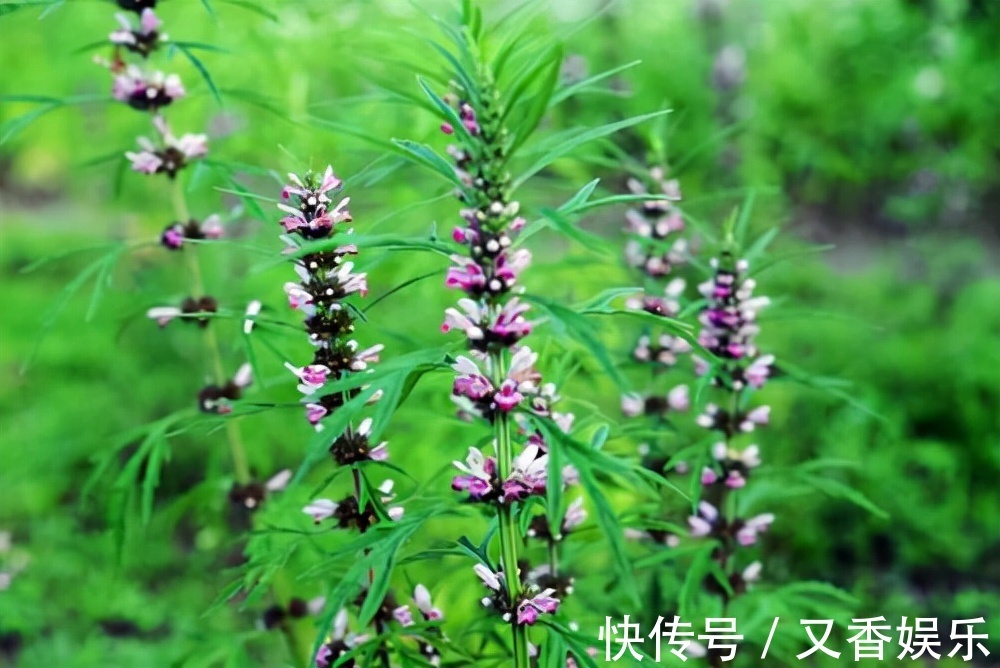 海鲜|女人出现妇科炎症,多吃这几种食物,早知道早调理