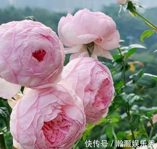 对于“药罐子”月季花家中一定要常备几种药!