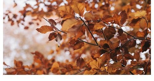 打小就特有天赋的四大生肖 出社会后风生水起 好日子席卷而来 粉紫色 打小就特有天赋的四大生肖 出社会后风生水起 好日子席卷而来 粉紫色