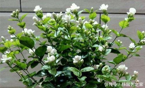 盆栽|5种盆栽花卉,比香水还香,养一盆香飘满屋,值得拥有!