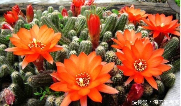 此种花叶子圆圆,在家养几盆,寓意幸福团圆,漂亮好养!