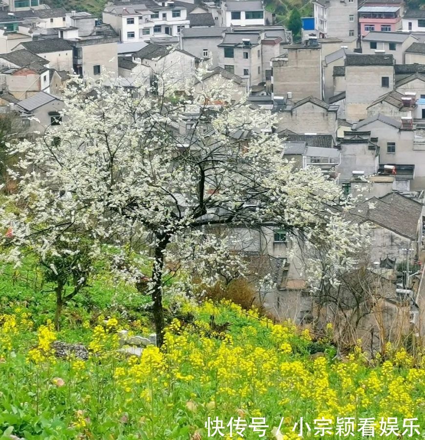 新安江畔，油菜花即将迎来最佳观赏期！