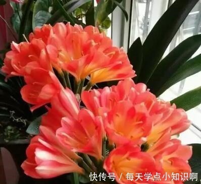 叶子|君子兰长满“大水缸”,叶子蹿满32片,“这样”养,你的也可以!