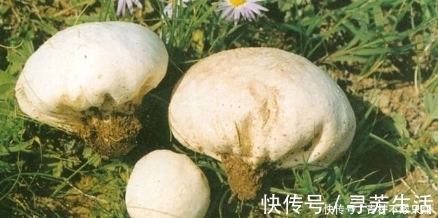 这样的“大馒头”长在土里,压一下还会冒烟,专家高价回收!