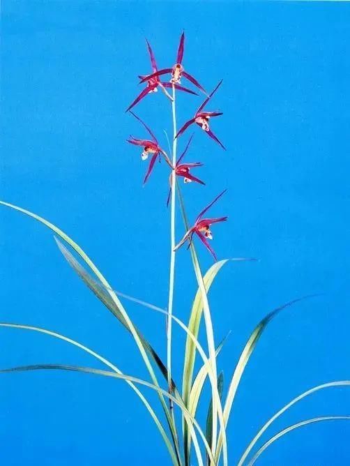 丸姬|日本寒兰欣赏