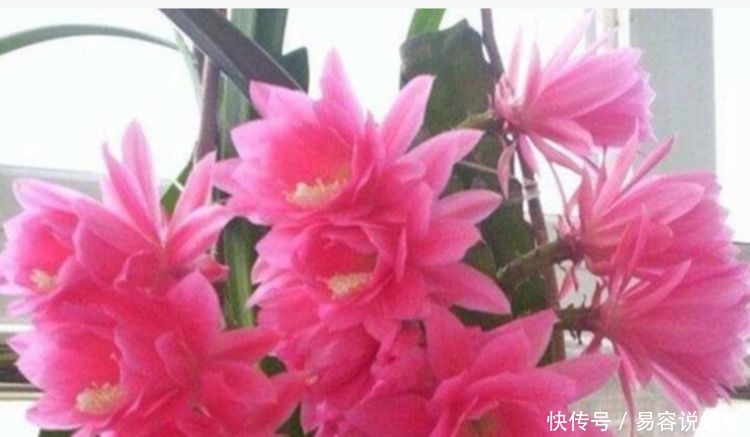 植株|4种花是花中的强者,漂亮干净又养活,新手也能养得很好