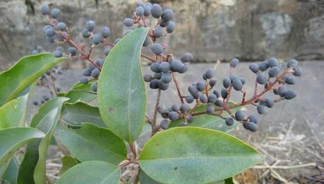 它是养肝明目“特效药”,路边很常见,遇到别错过