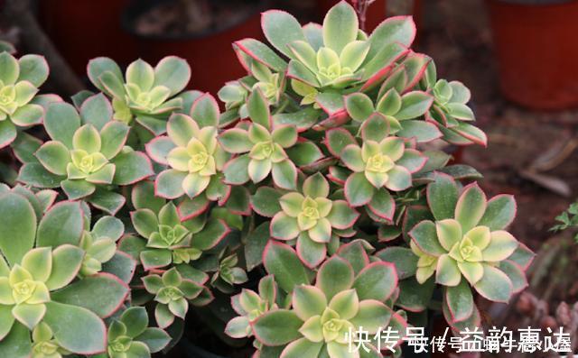 多肉植物|养多肉浇水不麻烦,合理掌握“四不浇”,想让它烂根都很难