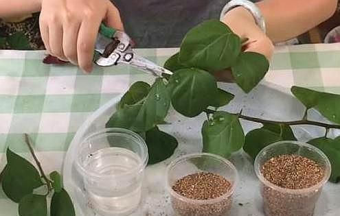 扦插三角梅,两种辨别生根“方法”,盲目移栽,只会“前功尽弃”