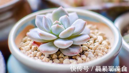 花肥|最厉害的养花营养液给多肉植物喝一勺,新叶呼呼长,不比花肥差
