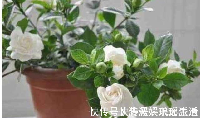 栀子花|栀子花、茉莉花、都爱喝“1种液体”，用后叶子绿、开花旺