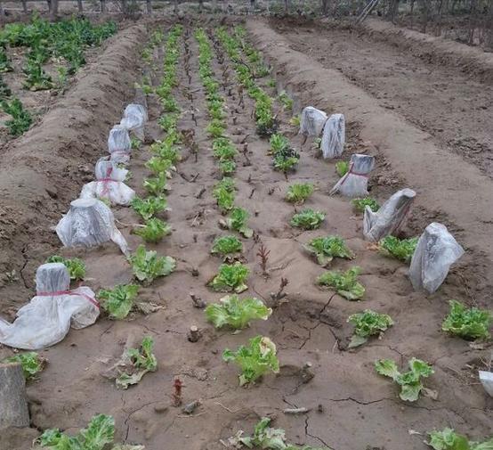 1种果树剪根枝，插土里就活，当年就能挂果，压弯枝！