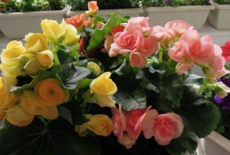 夏天养此款花卉,随便一养成花海,花开一茬接一茬!