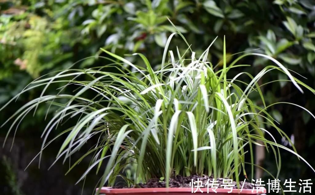 兰花怎么养到爆盆?三点诀窍,知道就很容易了