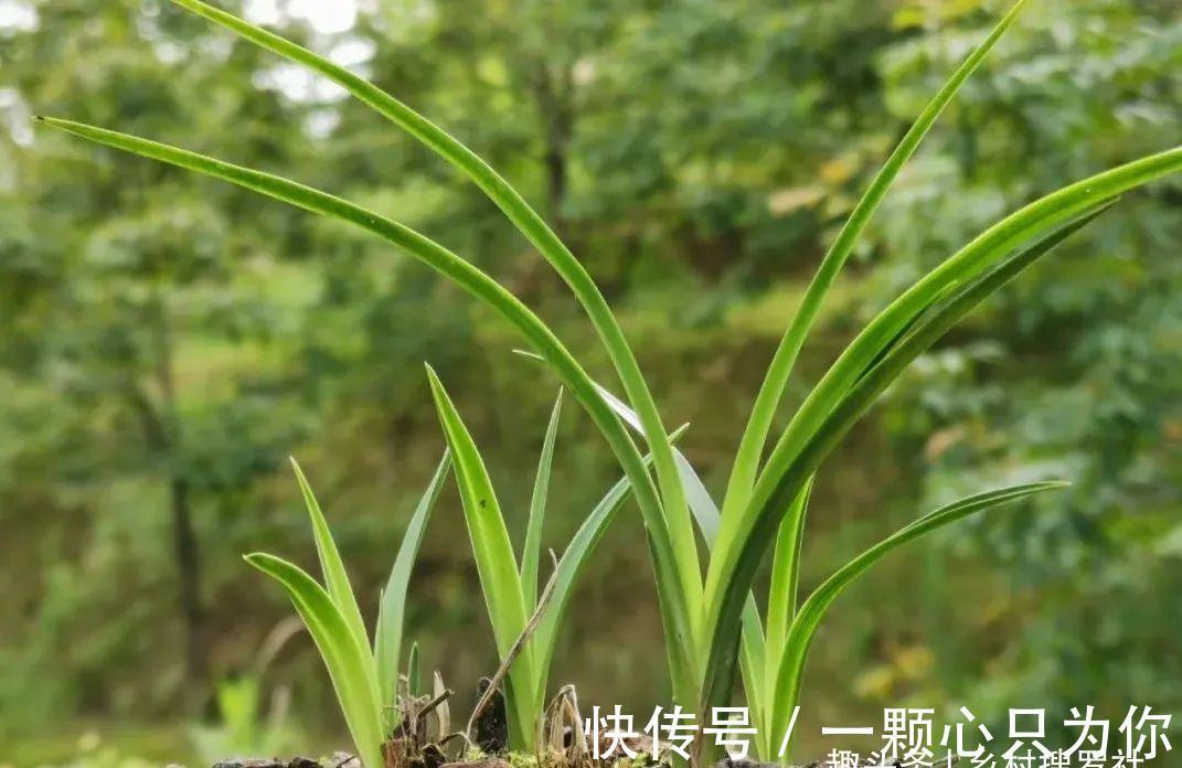 种植单苗兰花，怎样才能快速成活？给它找个伴，春兰和蕙兰都适用