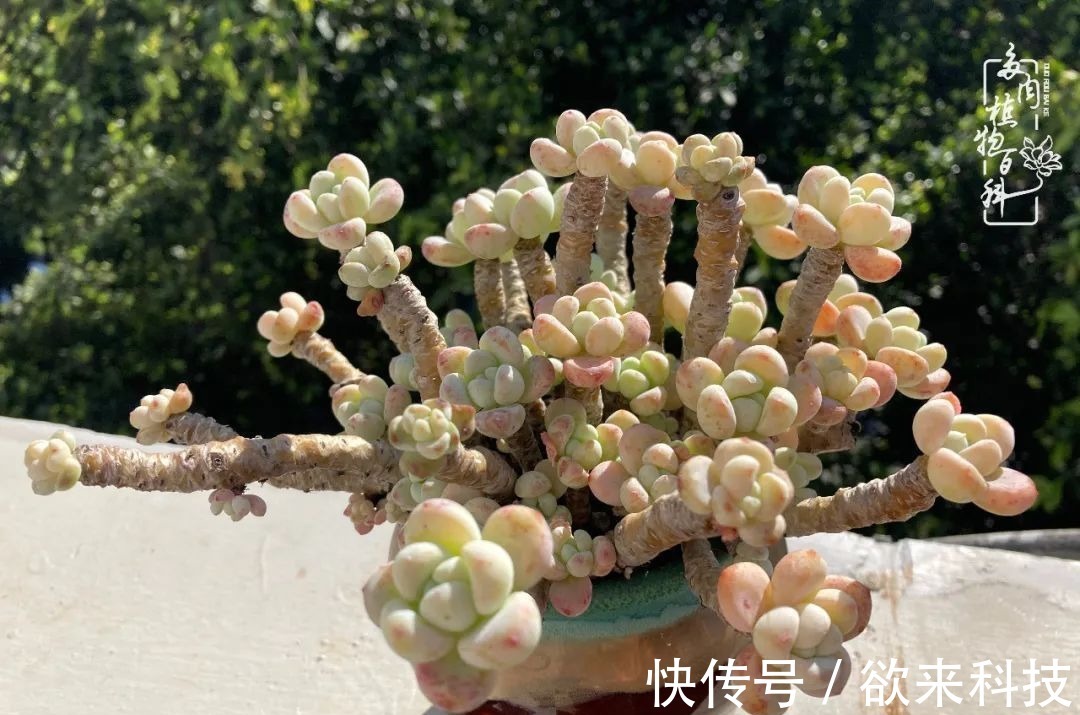 柴米油盐的日子,养几盆多肉吧,为生活添几抹色彩!