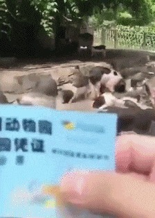 |搞笑GIF:裤子事小,脸面事大,这下以后还怎么见人?