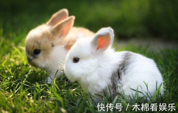 命理|10兔9苦以下4个年份出生的属兔人生来“皇帝命”，看看你家有吗