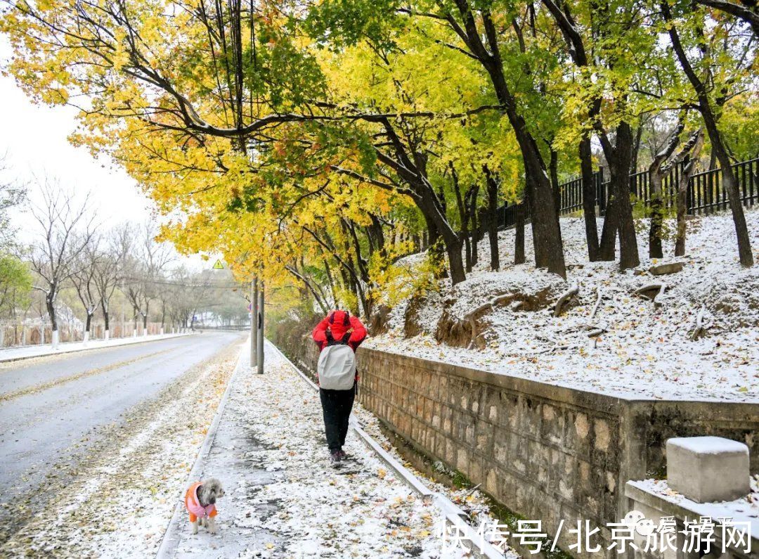 云赏雪|昌平初雪美景回放！雪缀红叶、红墙白雪…这也太美了吧