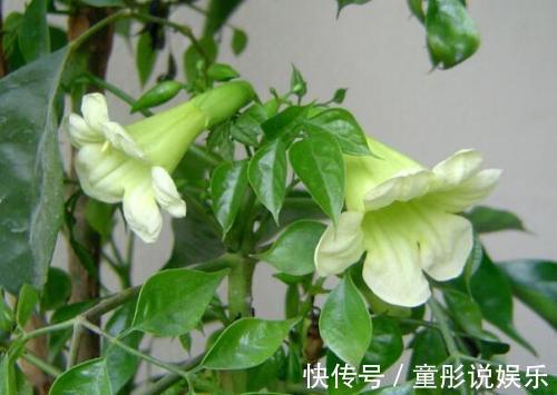 发财树|都误以为这6种绿植不开花，殊不知开花给人惊喜感，养护有技巧