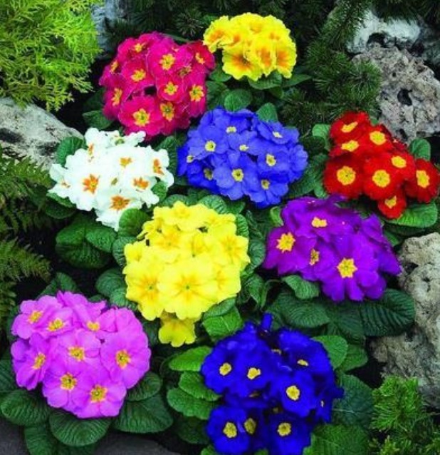 家里就养3种花,漂亮花期长,花香飘满屋,开花繁盛,很喜庆