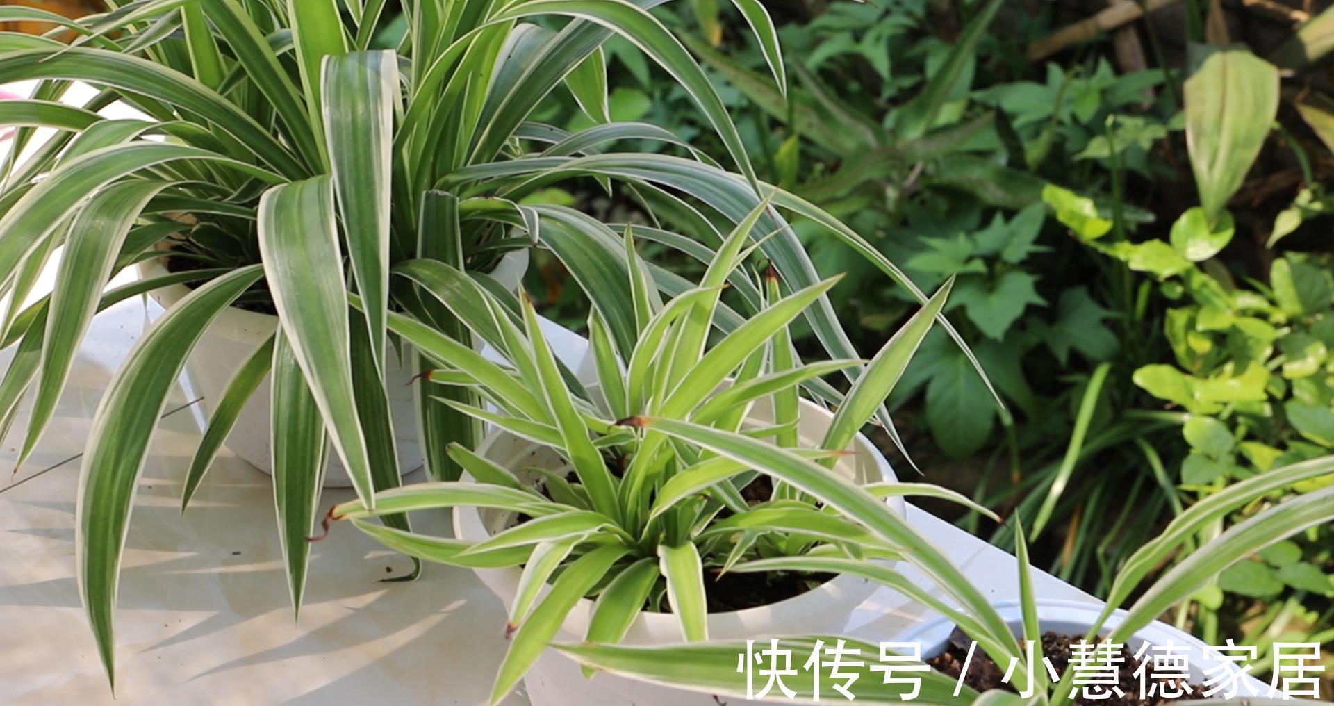 剪口|吊兰长得杂乱无章，偷偷教你一招，叶片油绿宽大，枝繁叶茂