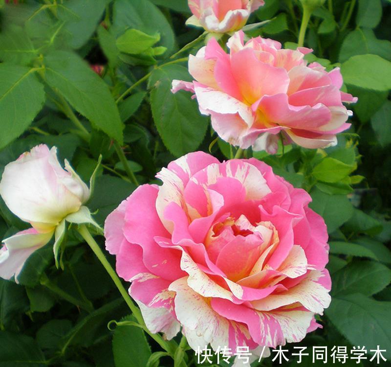 花卉|老人喜欢养的“3盆花”,花色鲜艳,好养易活,开花非常美