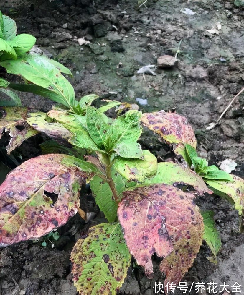 7种花冬天会假死，叶子掉光不要扔，明年还能大爆花