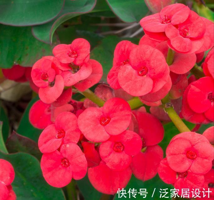 扶桑花|6种“劳模花”，四季花不断，家里养一盆，开花300天