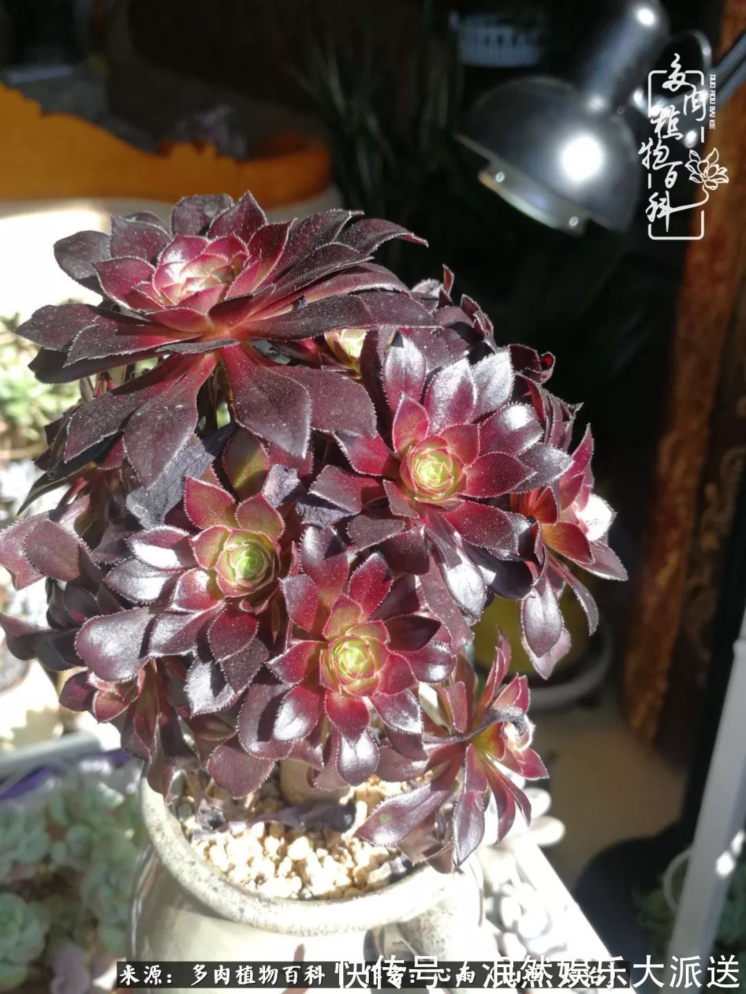 蚧壳虫|为肉痴狂!多肉植物也会用最美的容颜报答我们的勤劳付出!