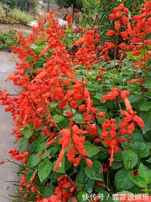 3种花不怕热,天热长得好,开花成花海,比绿萝还好养!