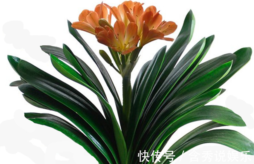 君子兰|养君子兰、兰花要想发芽快、开花多、花期长，四点是关键
