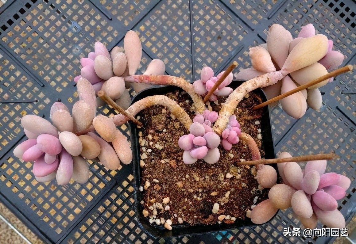 多肉桃蛋,怎么控成“丸叶桃蛋”?花盆越小越好,用土越少越好