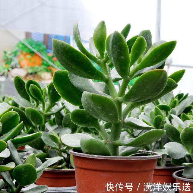 枝干|玉树四季常青,养护得当根茎木质化,养出价值高“老桩”