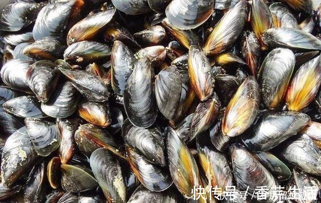 海鲜|比花甲便宜的海鲜，常被误以为是蔬菜，营养丰富，胜过牛羊肉