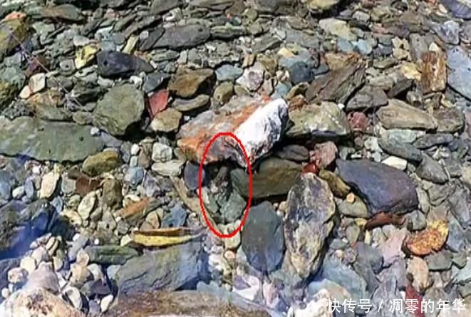 发现|男子在小溪里钓鱼,发现石缝下有动静,真实样子使男子惊喜不已