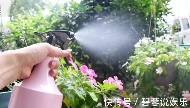 旺盛|三伏天养花，6个“坏毛病”戒掉，植物安全度夏，越长越旺盛