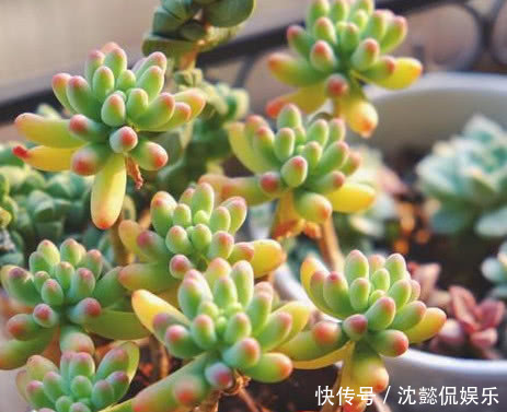 泥炭土|夏天养多肉,做好“关键4点”,安全度夏,越养越肥,越养越壮!
