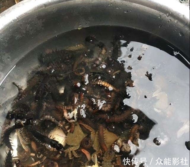 丈夫去逮鱼,却意外抓了一盆虾,妻子刚想下锅,直接丢进垃圾桶